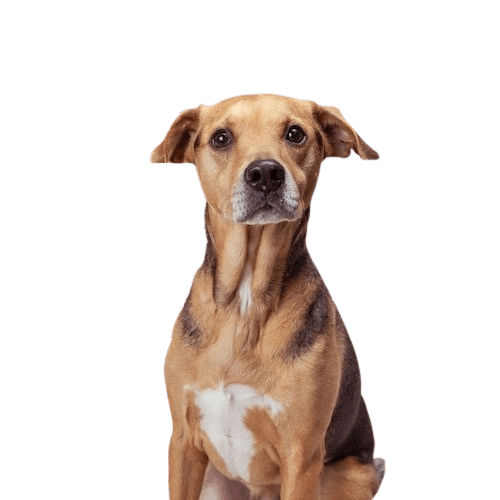 Ollie The Doggie
